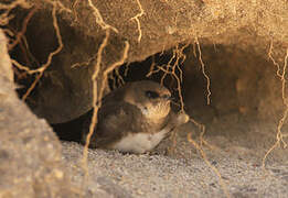 Sand Martin