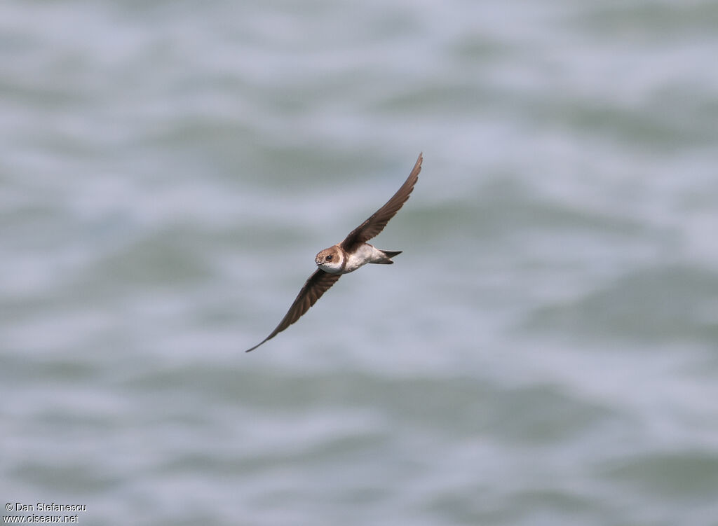 Hirondelle de rivageadulte, Vol