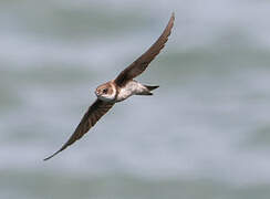 Hirondelle de rivage