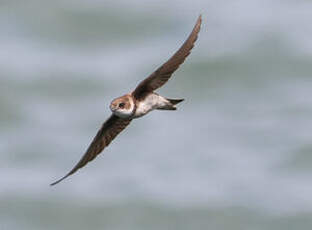 Hirondelle de rivage
