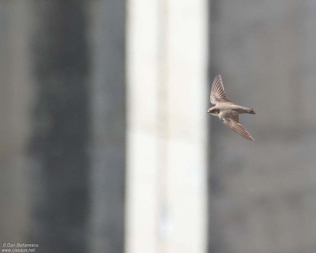 Eurasian Crag Martinadult, Flight