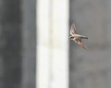 Eurasian Crag Martin