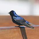 Hirondelle gracieuse