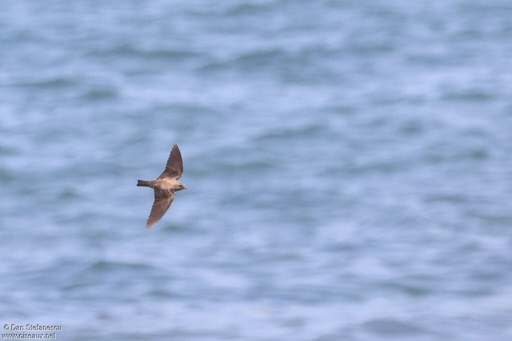 Hirondelle paludicoleadulte, Vol