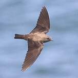 Hirondelle paludicole