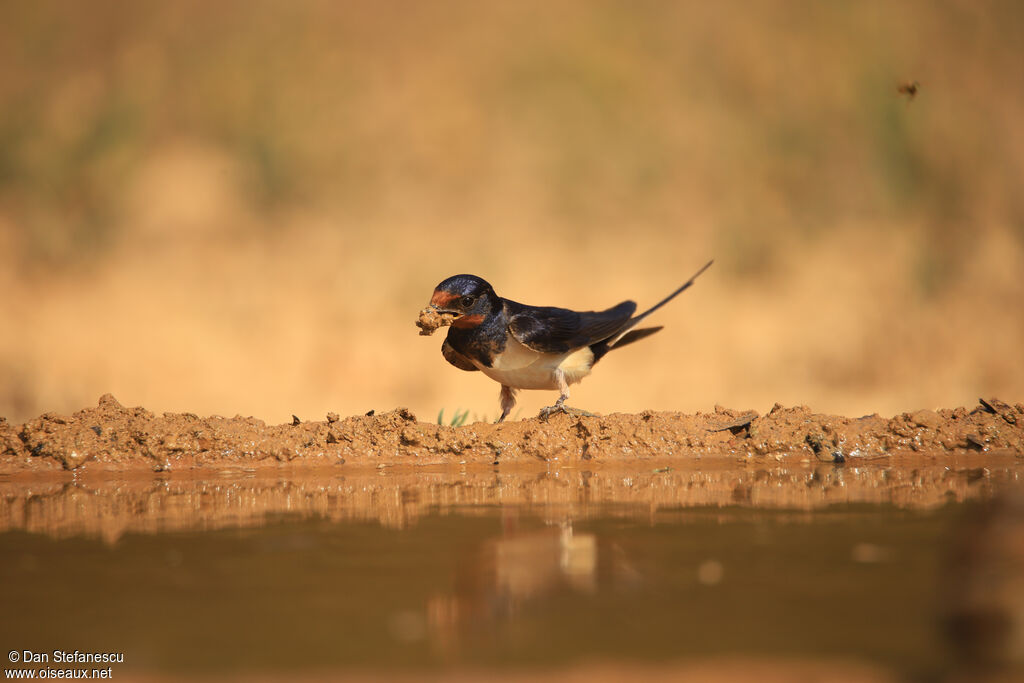 Barn Swallowadult