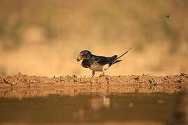 Barn Swallow