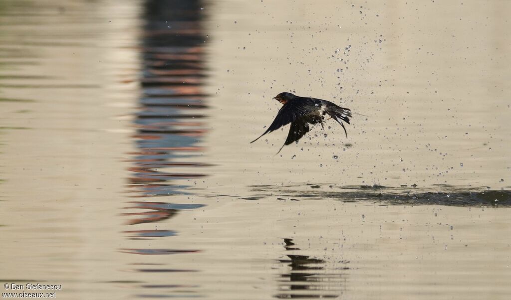 Barn Swallowadult, Flight, fishing/hunting