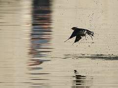 Barn Swallow