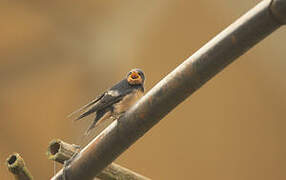 Barn Swallow