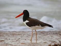 American Oystercatcher