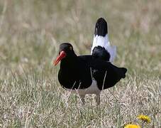 Magellanic Oystercatcher