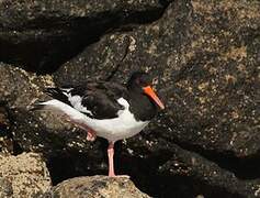 Eurasian Oystercatcher