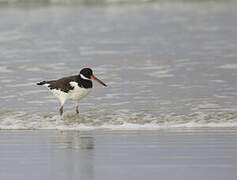 Eurasian Oystercatcher