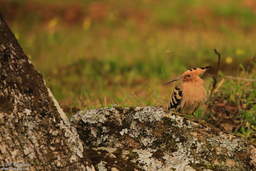 Eurasian Hoopoeadult