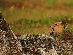 Eurasian Hoopoe