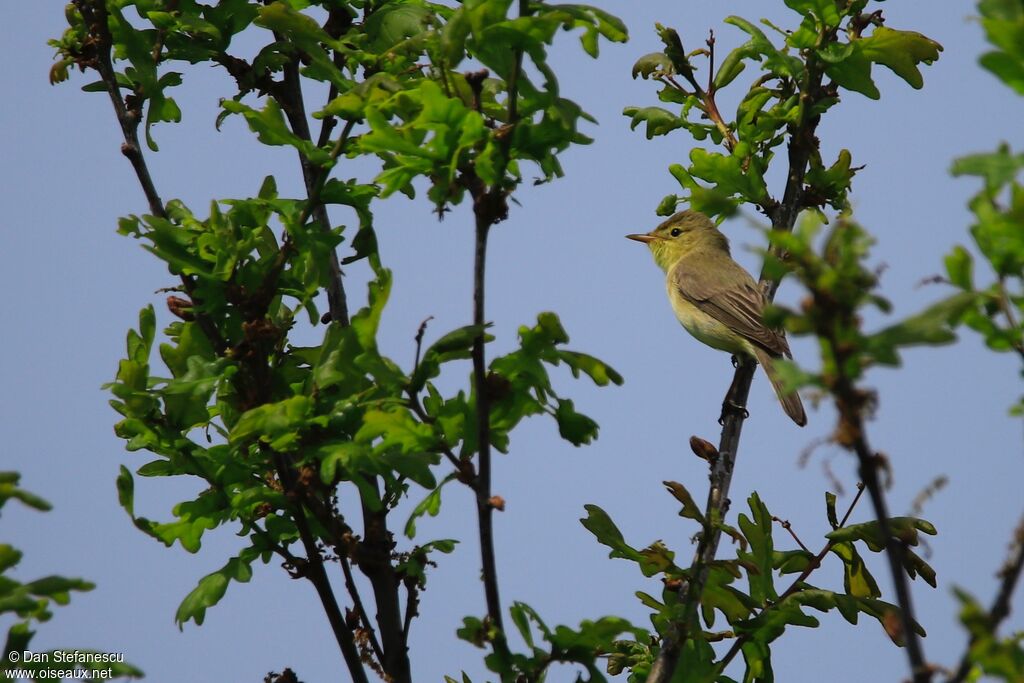 Melodious Warbler male adult