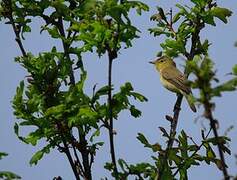 Melodious Warbler