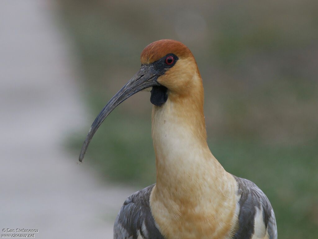 Ibis à face noire, portrait