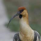 Ibis à face noire