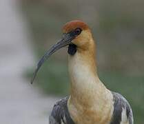 Black-faced Ibis