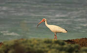 Ibis blanc