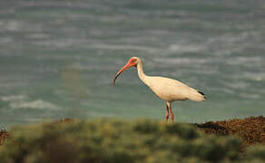 American White Ibis