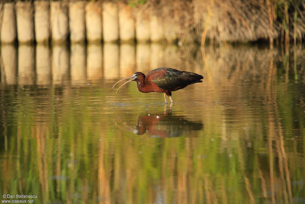 Ibis falcinelleadulte nuptial, mange