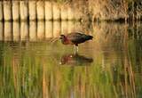 Ibis falcinelle