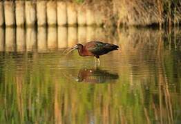 Glossy Ibis