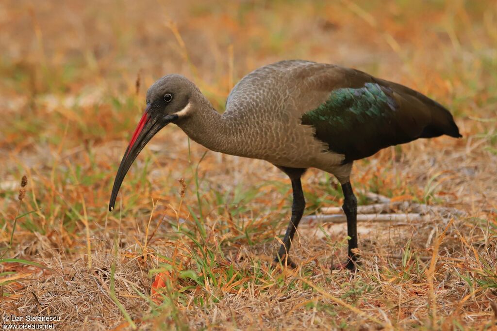 Ibis hagedashadulte, marche