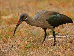 Hadada Ibis