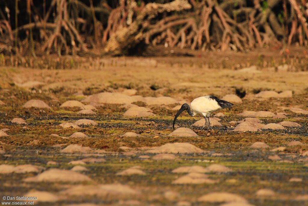 Ibis sacréadulte, marche, mange