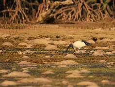 African Sacred Ibis