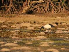 African Sacred Ibis