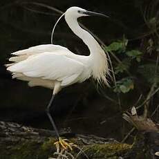Aigrette garzette
