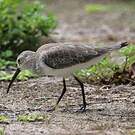 Bécasseau cocorli