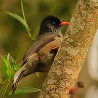 Bulbul de Bourbon
