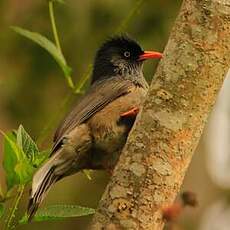 Bulbul de Bourbon