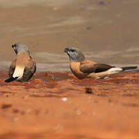 Capucin à tête grise