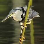 Héron des mangroves