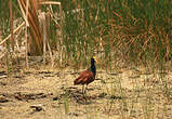 Jacana du Mexique