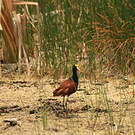 Jacana du Mexique
