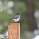 Junco ardoisé