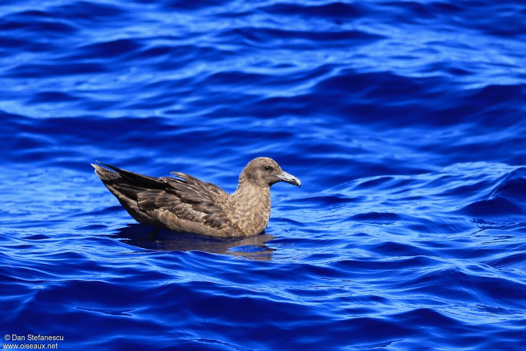 Brown Skua (lonnbergi)adult