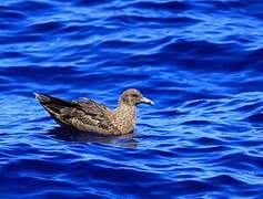 Brown Skua (lonnbergi)