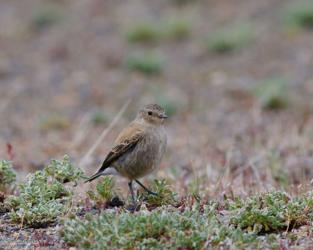 Austral Negrito female adult