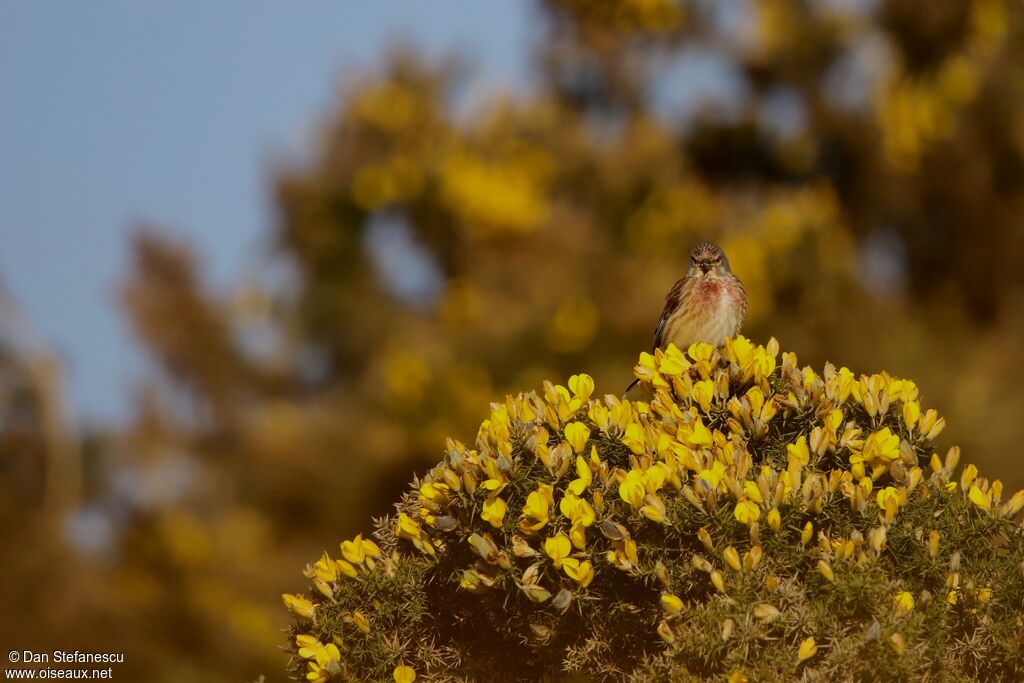 Common Linnet male