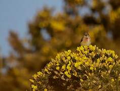 Common Linnet