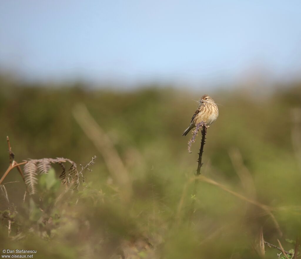 Common Linnet female